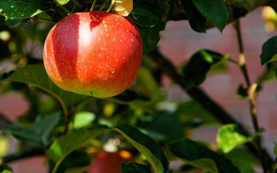 Worden onze planten steeds minder voedzaam?